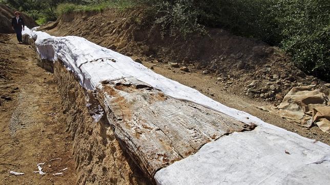 Trasladan el tronco fósil de la Sierra Norte al centro de visitantes Cortijo El Berrocal