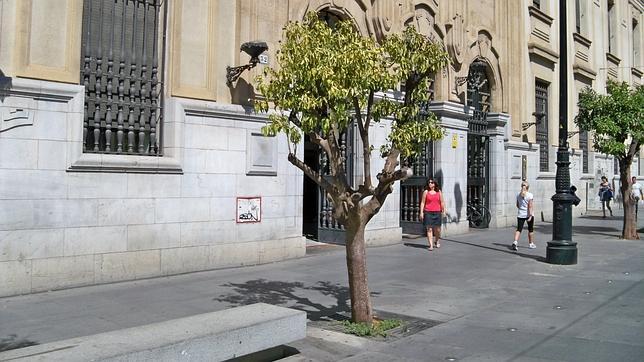 Se secan varios naranjos de la Avenida de la Constitución