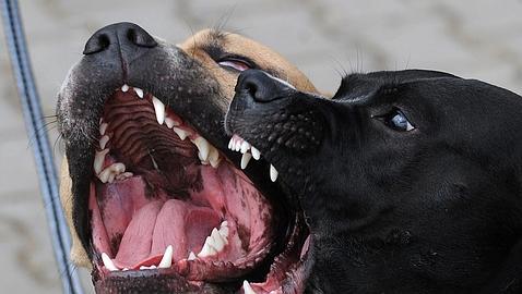 Un pitbull ataca a un niño en Badajoz