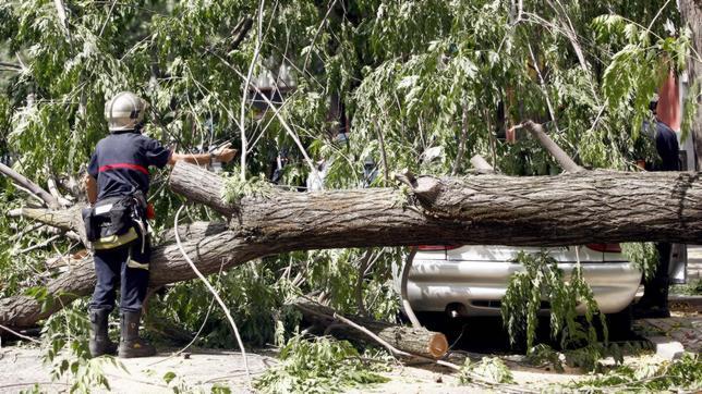 La caída de un árbol cortó al tráfico la calle Juan Díaz de Solís