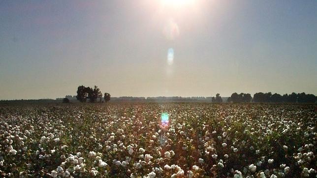 Desmotadoras y productores se enfrentan por el precio del algodón