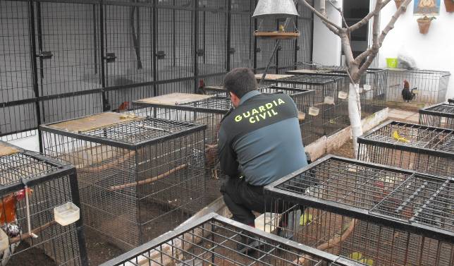 La Guardia Civil detiene a un hombre por robar gallos y maltratarlos