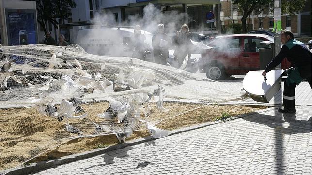 Vecinos de El Fontanal demandan ayuda contra la plaga de palomas