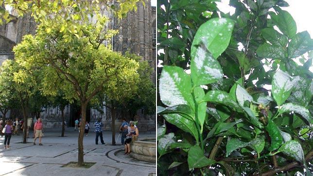 La mosca blanca es la patología más común que sufren los naranjos en Sevilla