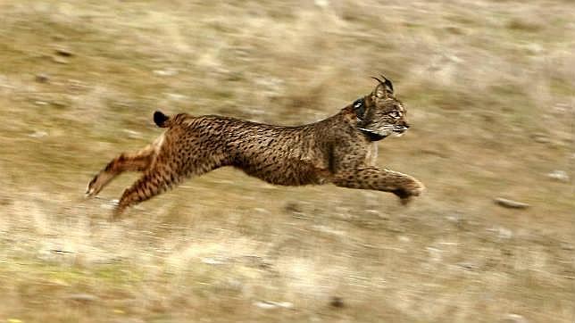 La Junta da carpetazo al centro del lince por ser «prescindible»