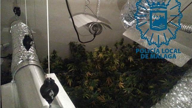 «Okupa» una casa con sus dos hijos menores para instalar un laboratorio de marihuana