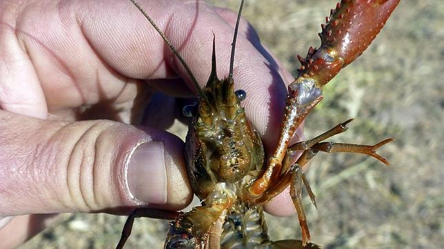 El cangrejo rojo del Guadalquivir se convierte en plástico