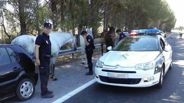 Salvan a seis caballos de policía encerrados en un camión ardiendo en plena autopista