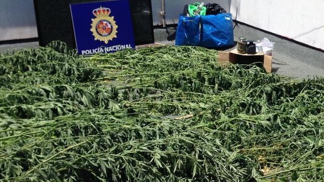 Cultivaba marihuana en una casa ilegal de El Puerto de Santa María