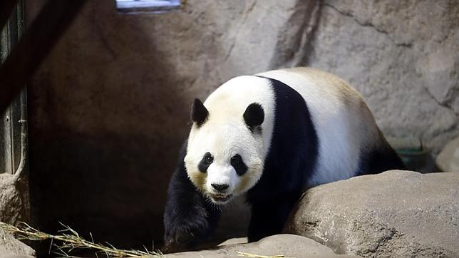 Computación «made in Sevilla» para ayudar a los osos panda chinos