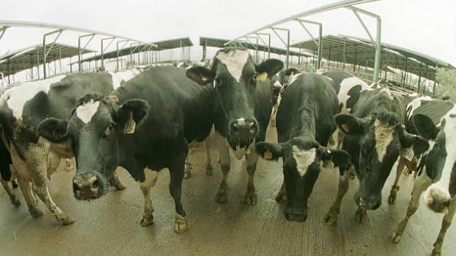 El Gobierno acude al rescate del sector lácteo por el desplome de precios