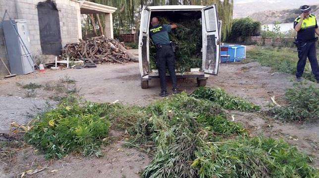 Detenidas tres personas por cultivar 120 plantas de marihuana