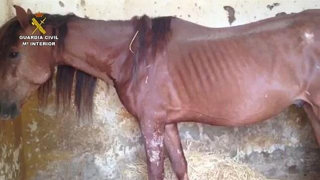 Imputan a la responsable de una explotación equina de Bollullos por maltrato animal