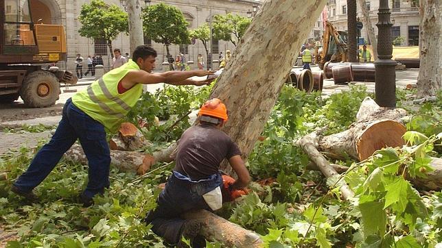 Un funcionario de Parques y Jardines denunció la tala que recomendó Fitonovo