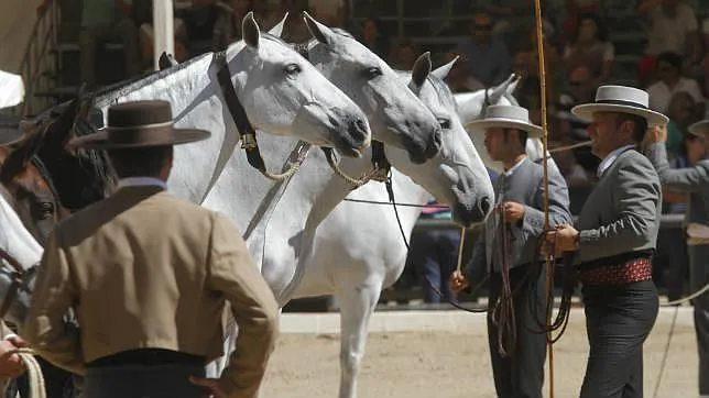 Más de 150 caballos participan este año en Cabalcor