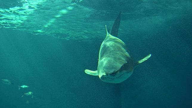 Llega el primer tiburón toro al acuario de Sevilla
