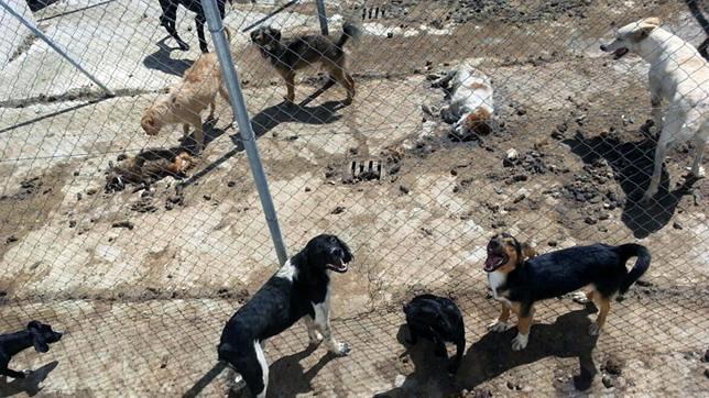 El Seprona constata la presencia de «perros con malnutrición y cadáveres en descomposición» en una perrera de Vélez-Rubio