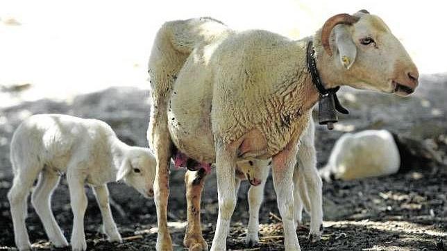 Cinco provincias andaluzas afectadas de «lengua azul»