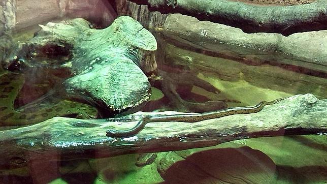 Primer parto en el acuario de Sevilla: nacen 20 anacondas verdes