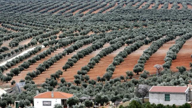 El grupo portugués Sovena plantará un millón de olivos en Castro del Río