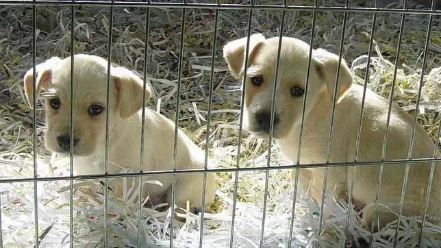 Sadeco cede 500 animales a protectoras
