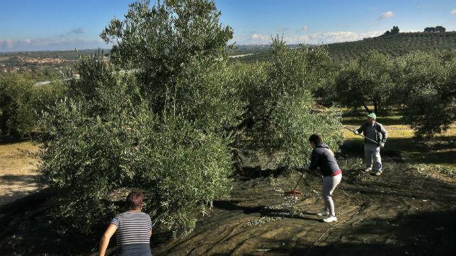 Alerta en el campo de Málaga por el «ébola del olivo»