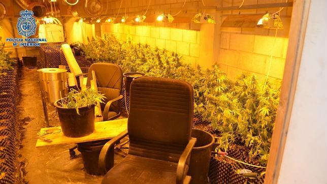 Se incautan de 550 plantas de marihuana en una nave de Marberlla