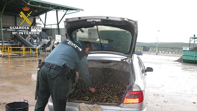 La Guardia Civil pilla «in fraganti» a cuatro personas por robo de aceitunas