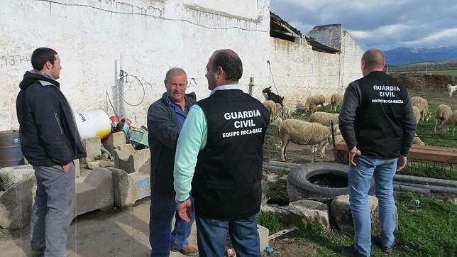 El equipo Roca de la Guardia Civil recupera 19 ovejas robadas en Jaén