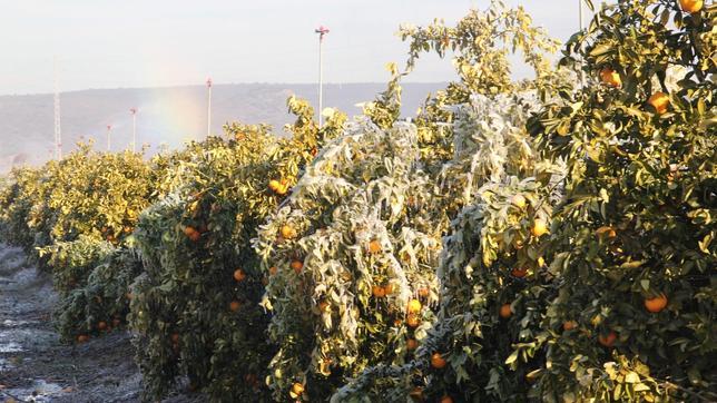 Los agricultores piden una bajada estructural de la fiscalidad para los cítricos