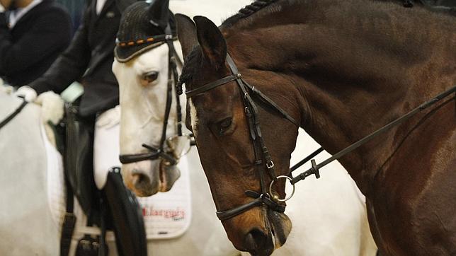 El Salón Internacional del Caballo de Sevilla se celebrará del 17 al 22 de noviembre