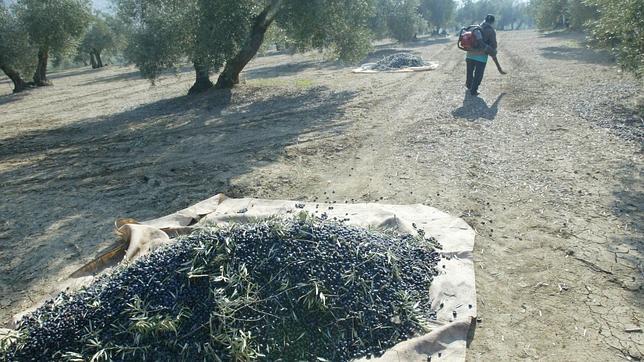 La producción final agraria de Córdoba en 2014 subió un 36 por ciento