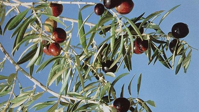 La Universidad de Jaén se fija como objetivo secuenciar el genoma del olivo en 2 años