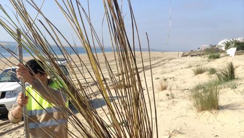 Siembra en las playas de Lepe e Isla Cristina para fijar las dunas