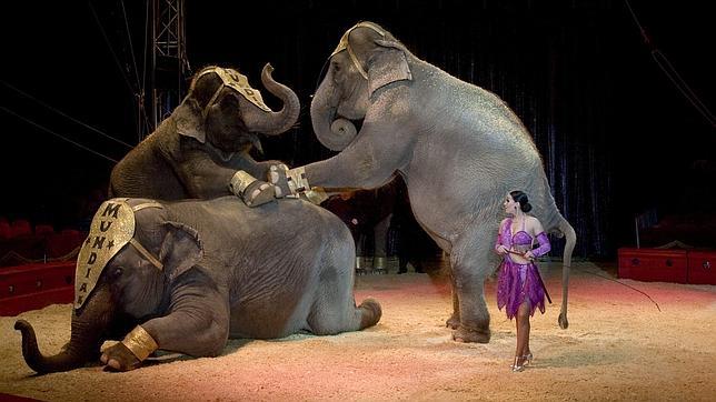 IU anuncia que prohibirá el circo con animales si gobierna en Sevilla