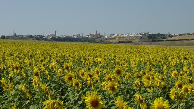 Los japoneses y los girasoles, atracción irresistible y una oportunidad de negocio