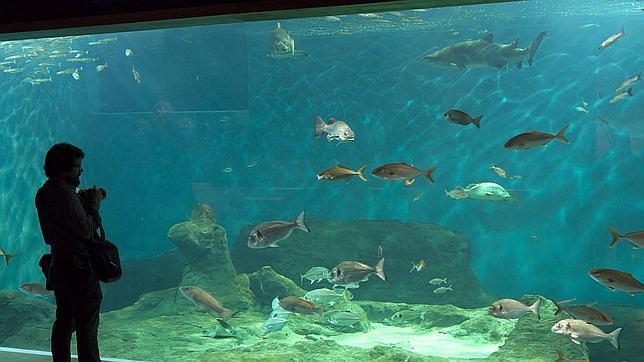 La noria del Acuario de Sevilla ya tiene licencia para instalarse en el Muelle de las Delicias