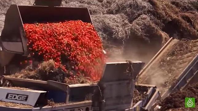 Almería se rebela contra Chicote por un reportaje sobre el tomate