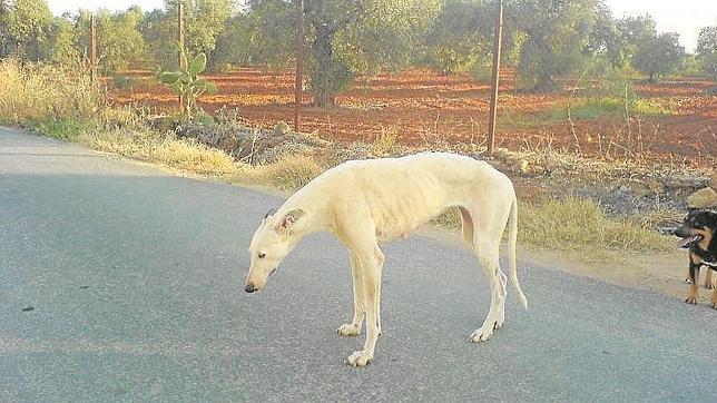 Cada vez son más los galgos abandonados por cazadores sin escrúpulos en Utrera