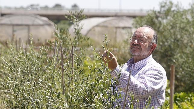 Los productos fitosanitarios, el mejor aliado contra las plagas