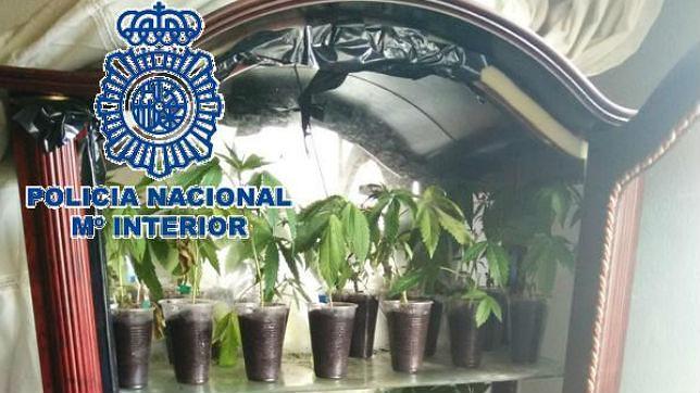 Un hombre cultiva plantas de marihuana en una vitrina en Ronda