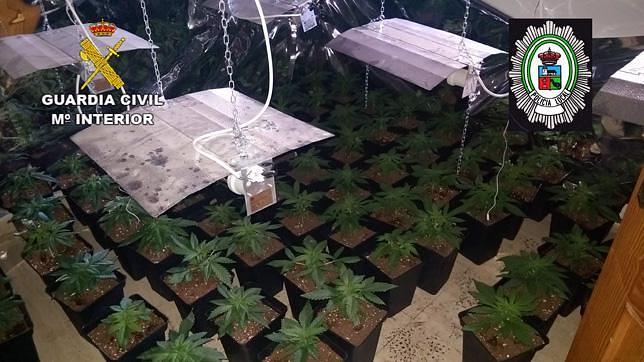 Decomisadas 242 plantas de marihuana en una vivienda en Vícar