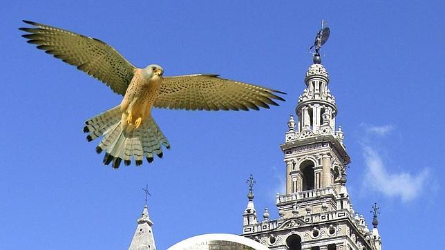 Los cernícalos primilla de la Catedral de Sevilla y su vuelo, todo un espectáculo