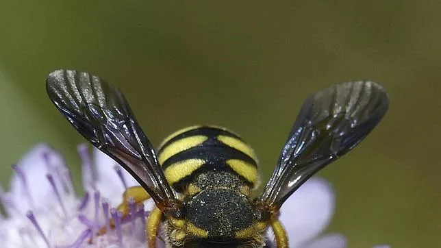 Las abejas construyen sus colmenas alrededor de campos y arboledas