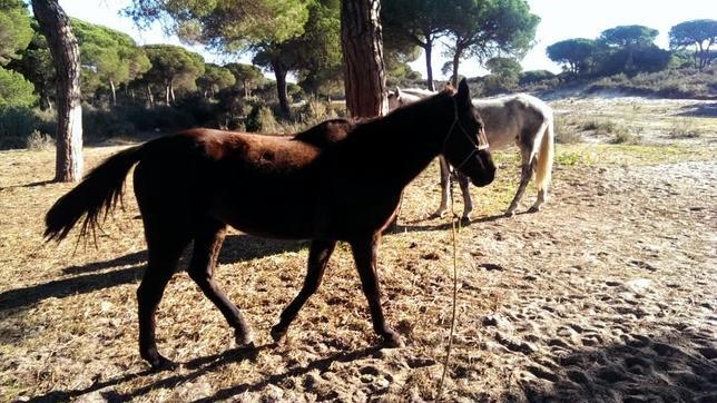 Denuncian por presunto maltrato animal a una empresa turística del entorno de Doñana