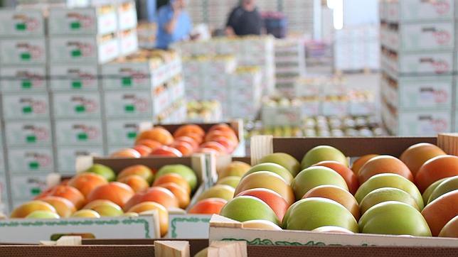 Una semilla de tomate de tres millones de euros