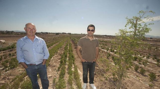 El campo andaluz cultiva la moringa que demanda Europa