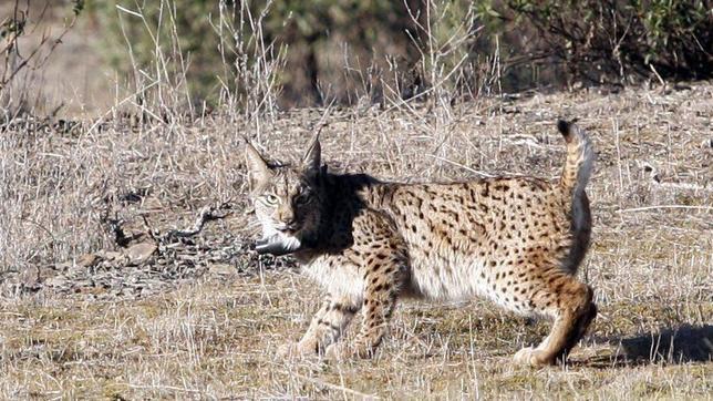 El lince se hace más transparente