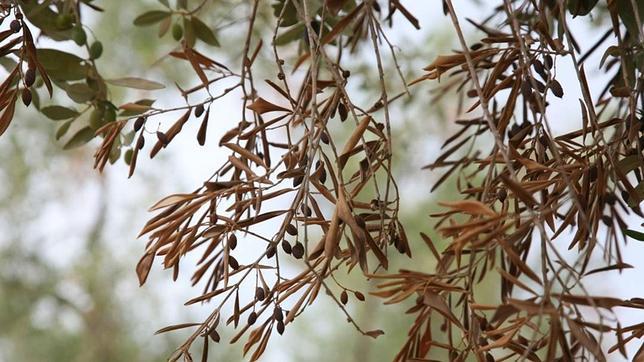 Todos unidos contra la «xylella fastidiosa»