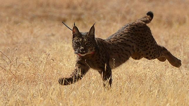 Muere un cachorro de lince en Adamuz tras sufrir un atropello